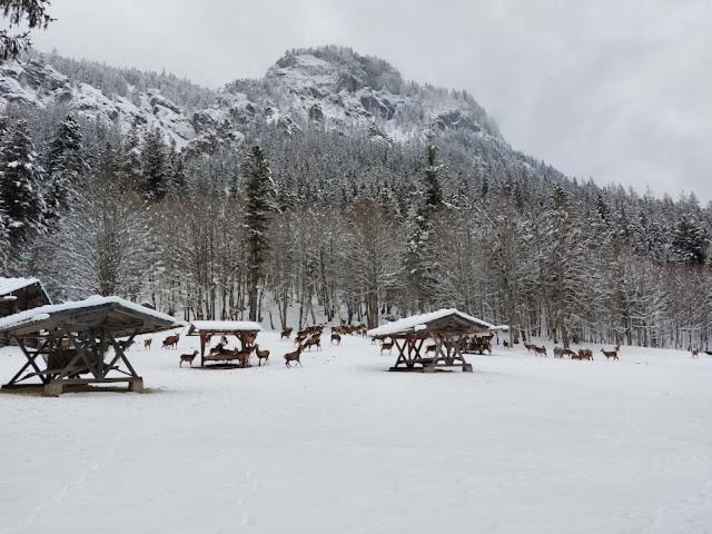 Haus Muehlgraben Hotel Ramsau bei Berchtesgaden Eksteriør billede